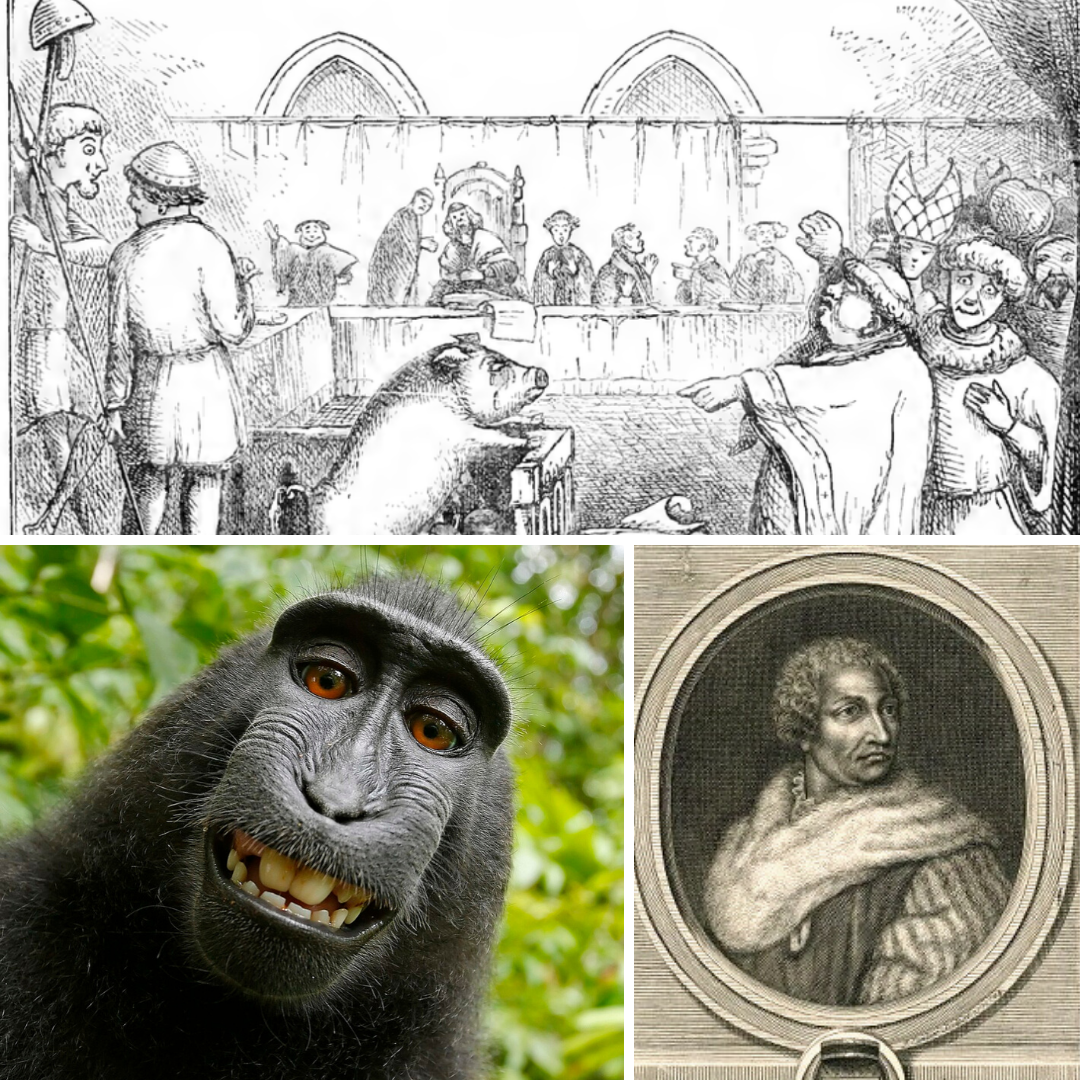 Ep147 Medieval Animal Trials Is OUT NOW Wine Crime   Ep147 Medieval Animal Trials Collage 